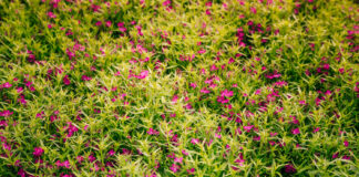 How Can a Creeping Thyme Lawn Be Planted? Creeping Thyme Lawn