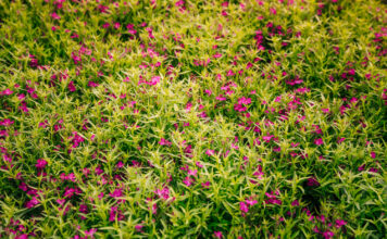 How Can a Creeping Thyme Lawn Be Planted? Creeping Thyme Lawn