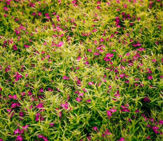How Can a Creeping Thyme Lawn Be Planted? Creeping Thyme Lawn