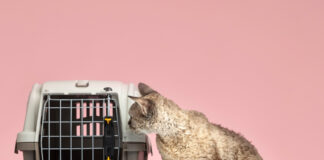 Overview of the Draupadi Weather-Resistant Universal Animal Cage, Measuring 96 x 96 Draupadi Weather-Resistant