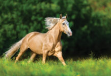 Gleaming Shades: Original Palomino Mare Names to Complement Her Radiance Horses