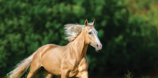 Gleaming Shades: Original Palomino Mare Names to Complement Her Radiance Horses