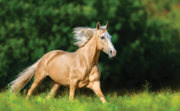 Gleaming Shades: Original Palomino Mare Names to Complement Her Radiance Horses