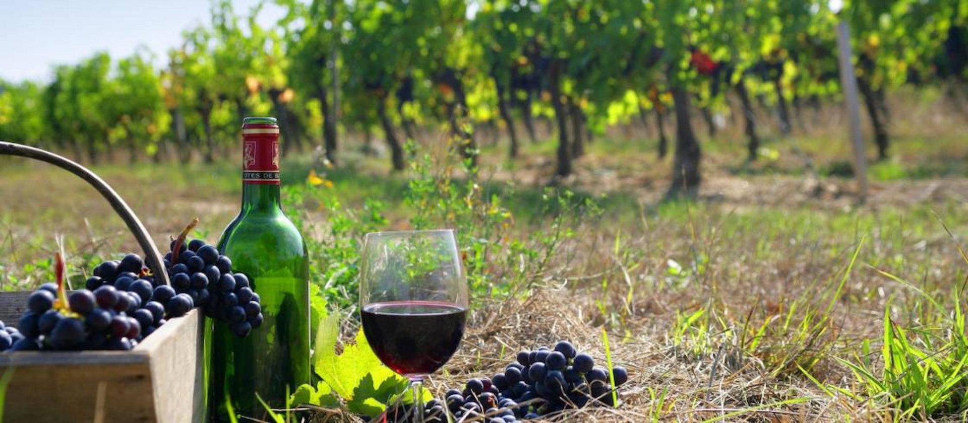 A Guide On Buying French Wine Online Cluboo