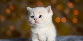 Putting the puzzle together: Kuromi:fox5ydxdt58= hello kitty Kuromifox5ydxdt58= hello kitty