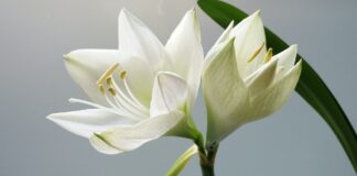 Revealing The Story Of Lillyflower2003: An All-Inclusive Analysis Funeral Flowers