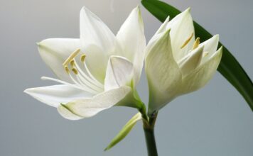 Send Funeral Flowers – Be Picky And Look For Unique Arrangement Funeral Flowers