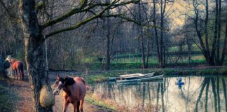 The Impact of Molasses On Horse Feed Molasses