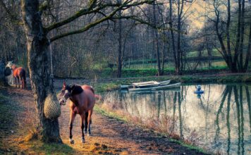 The Impact of Molasses On Horse Feed Molasses