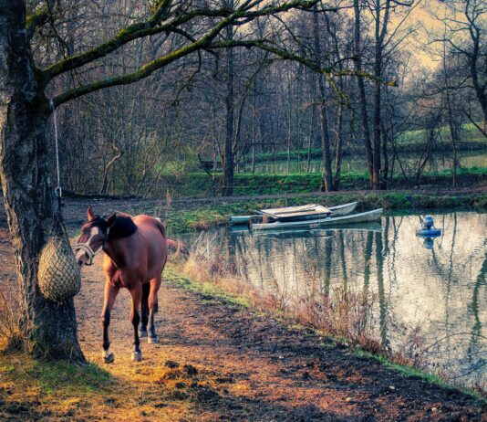The Impact of Molasses On Horse Feed Molasses