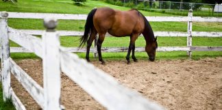 Spring Laminitis; Protecting Your Horse Laminitis