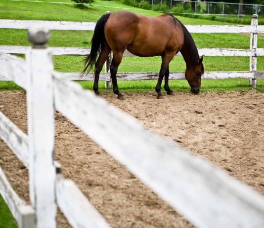 Spring Laminitis; Protecting Your Horse Laminitis