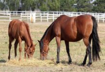 Maintaining A Balanced Diet With Summertime Grazing balanced diet