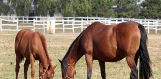 Maintaining A Balanced Diet With Summertime Grazing balanced diet