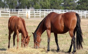Maintaining A Balanced Diet With Summertime Grazing balanced diet